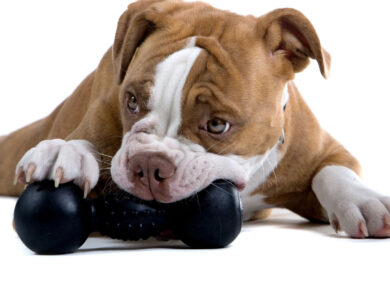 Chew Toy Safety For Dogs