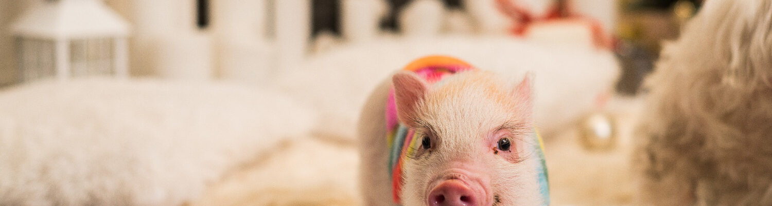 15 Pig Instagram Accounts Every Pig Lover Should Be Following