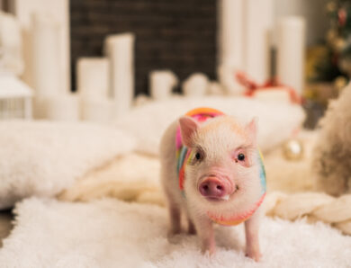 15 Pig Instagram Accounts Every Pig Lover Should Be Following