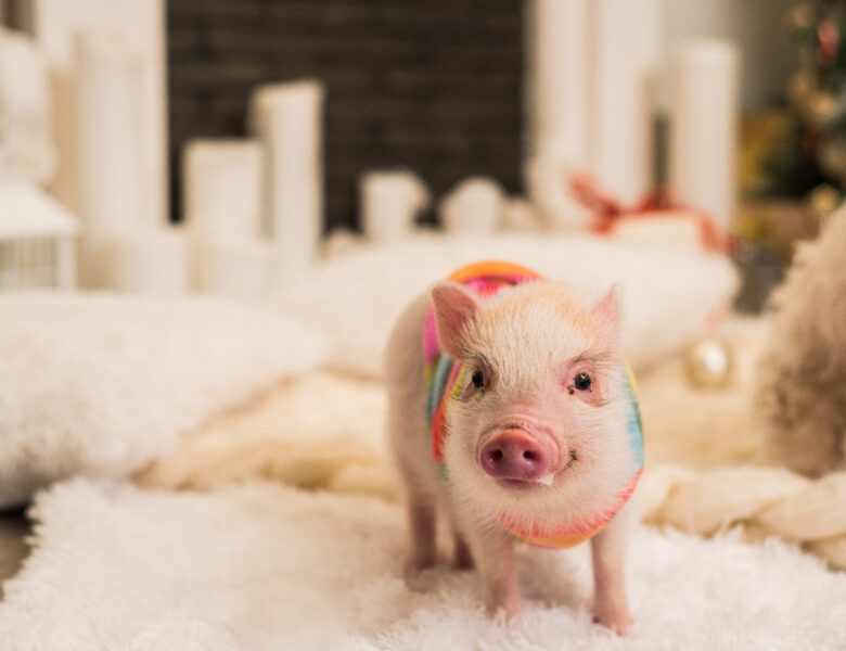 15 Pig Instagram Accounts Every Pig Lover Should Be Following