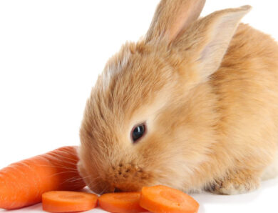 Iceberg Lettuce Could Kill Your Rabbit: 7 Surprising Foods You Shouldn’t Feed Your Bunny