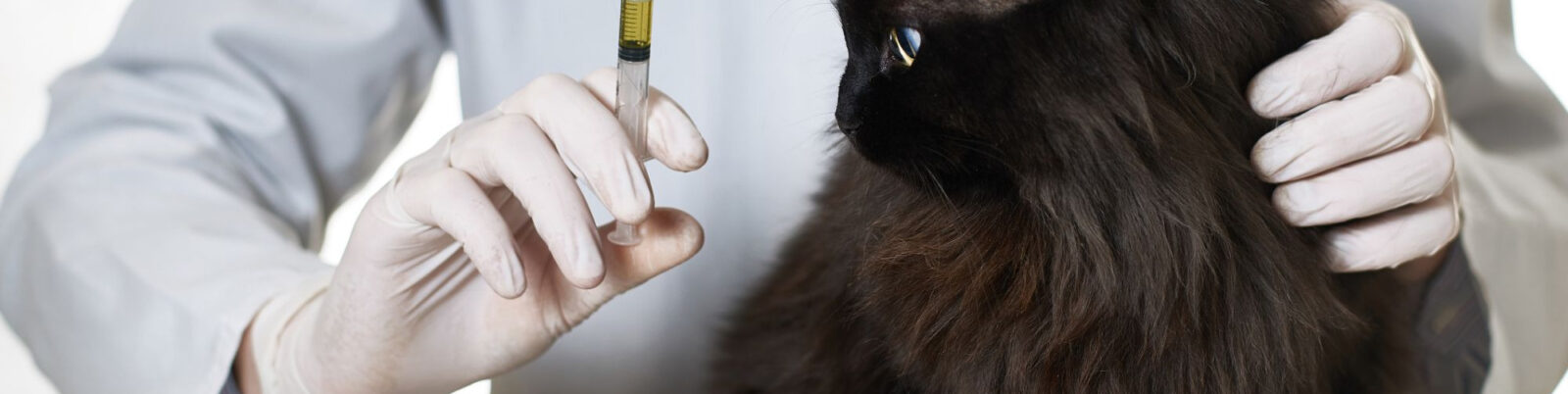 Cat Vaccinations: What Shots Does My Cat Need?