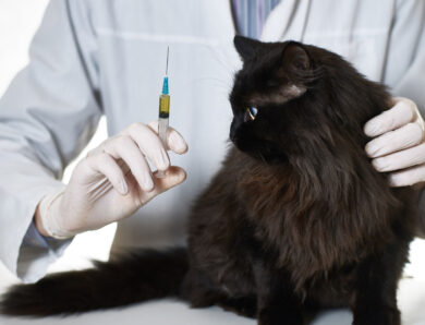 Cat Vaccinations: What Shots Does My Cat Need?