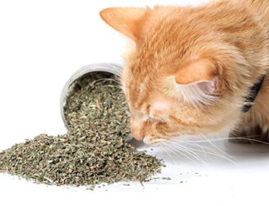 All About Catnip: Everything You Need to Know