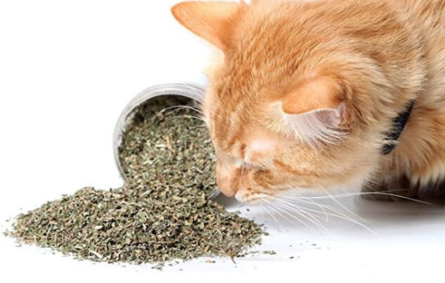 All About Catnip: Everything You Need to Know