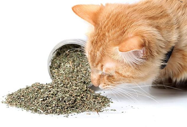 All About Catnip: Everything You Need to Know
