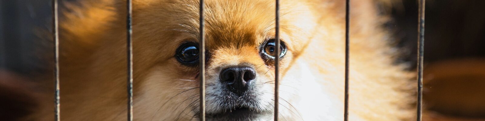 Pet Adoptions: 6 Reasons To Adopt, Not Buy