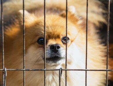 Pet Adoptions: 6 Reasons To Adopt, Not Buy