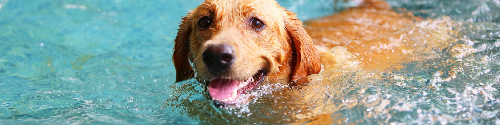 Dog Pool Safety Basics
