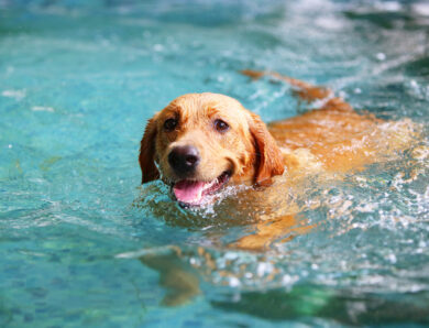 Dog Pool Safety Basics