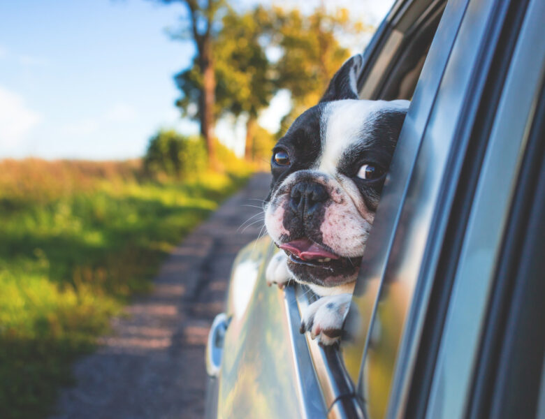 7 Best Dog Car Seats