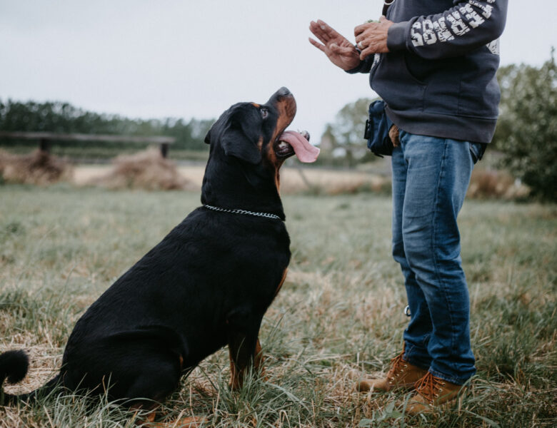 9 Mistakes Dog Trainers Say You’re Making