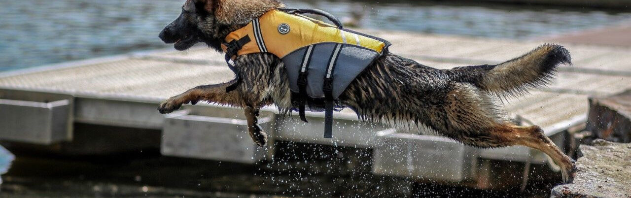 Best Dog Life Jackets