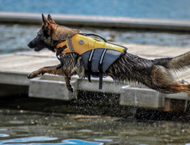 Best Dog Life Jackets