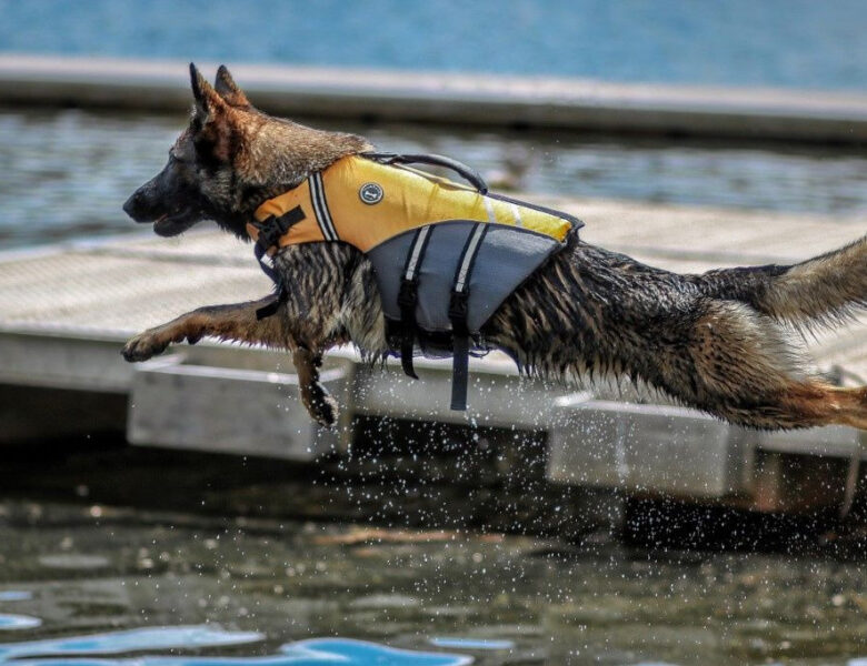 Best Dog Life Jackets