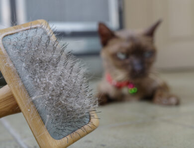 How to Get Rid of Cat Dandruff