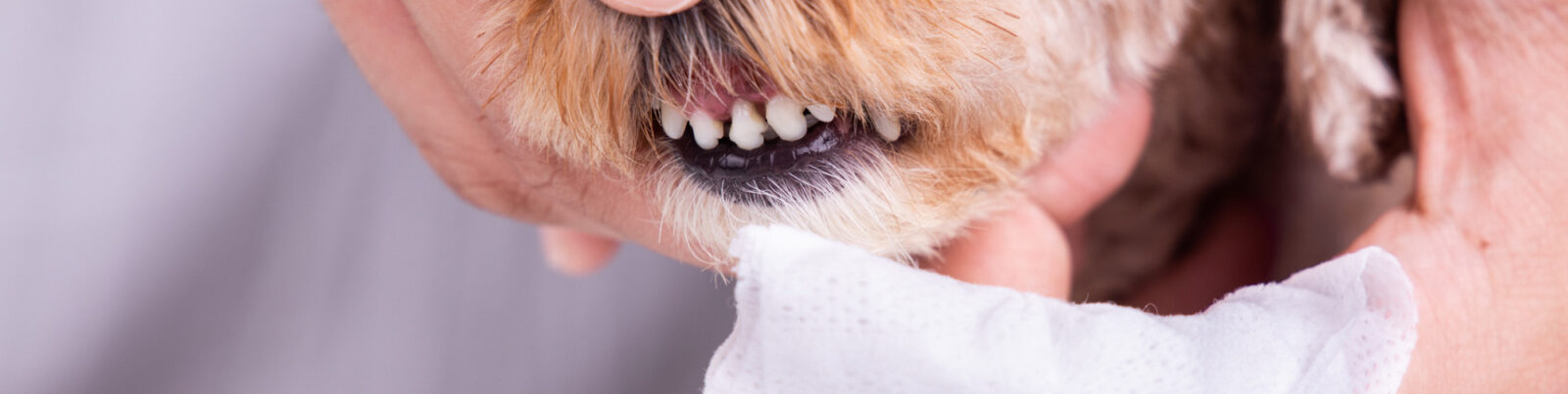 How to Care for Your Dog’s Teeth Without Brushing