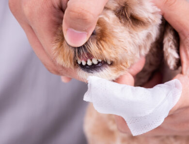 How to Care for Your Dog’s Teeth Without Brushing