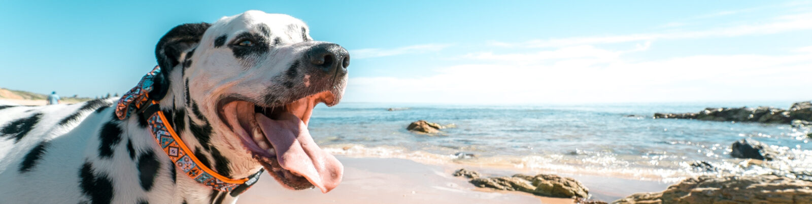 Can Dogs Get Sunburn?