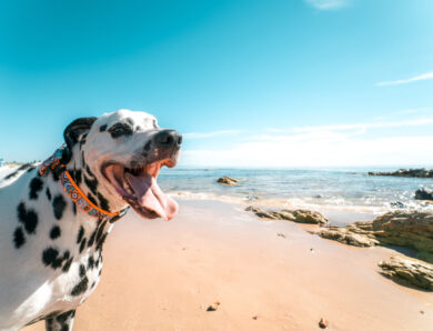 Can Dogs Get Sunburn?