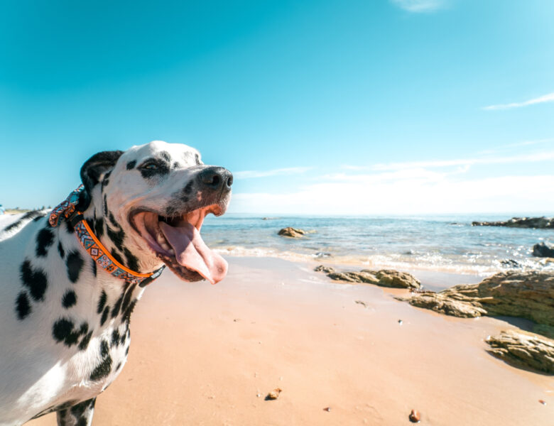 Can Dogs Get Sunburn?