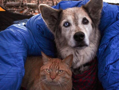 13 Photos That Will Inspire You to Take Your Pet Camping