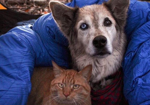 13 Photos That Will Inspire You to Take Your Pet Camping