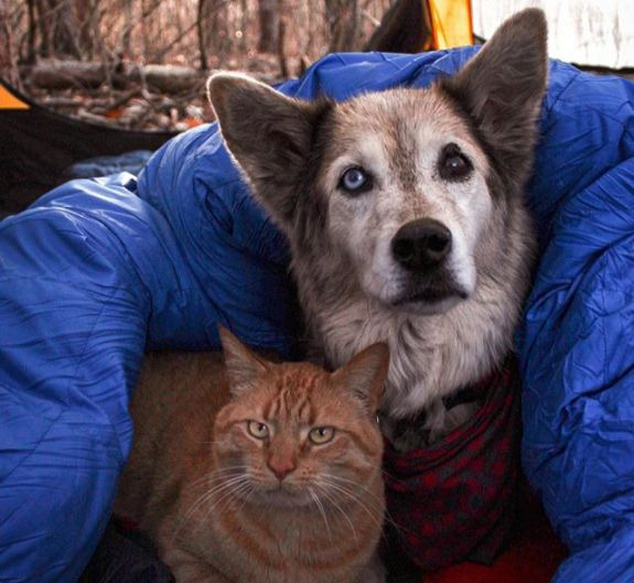 13 Photos That Will Inspire You to Take Your Pet Camping