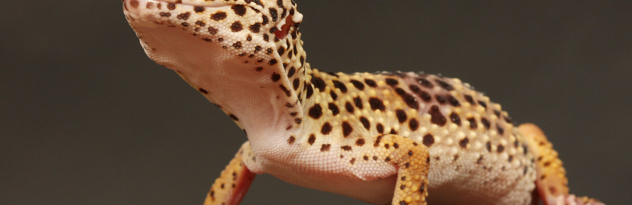 6 Surprising Leopard Gecko Facts : Keeping It Pawsome