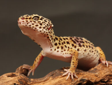 6 Surprising Leopard Gecko Facts