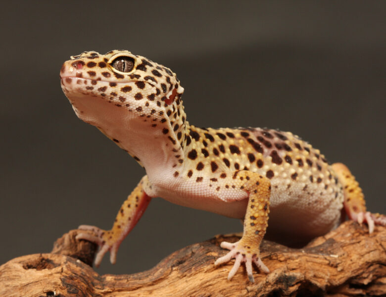 6 Surprising Leopard Gecko Facts