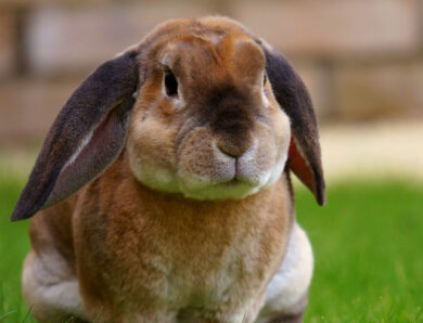 Best Pet Rabbit Breeds for First-Time Owners