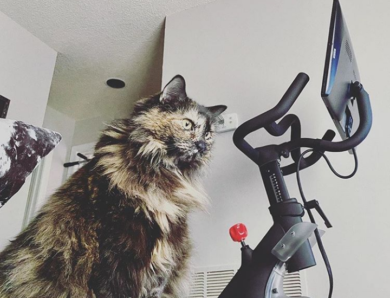 11 Pelopets Living Their Best Lives