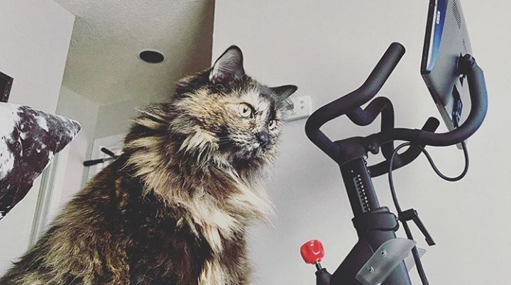 11 Pelopets Living Their Best Lives