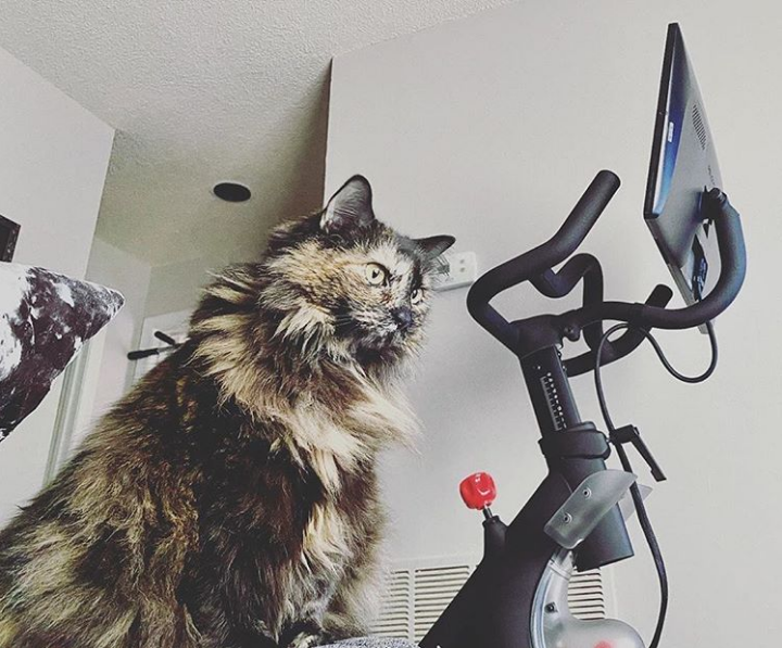 11 Pelopets Living Their Best Lives