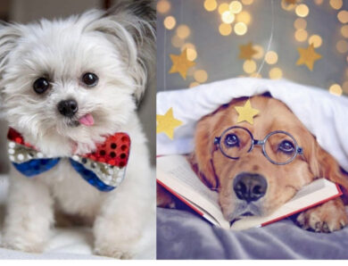 35 Dog Instagram Accounts You Should Be Following