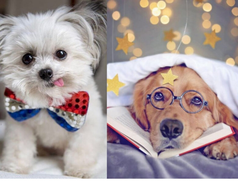 35 Dog Instagram Accounts You Should Be Following