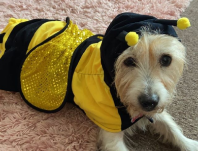 Best 2020 Halloween Costumes for Dogs