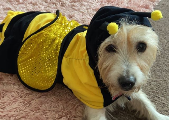 Best 2020 Halloween Costumes for Dogs