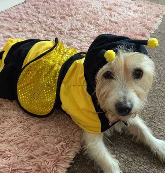 Best 2020 Halloween Costumes for Dogs