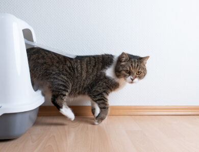 The Truth About Litter Boxes