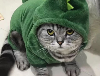 Cute Cats in Halloween Costumes