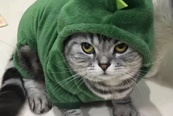 Cute Cats in Halloween Costumes