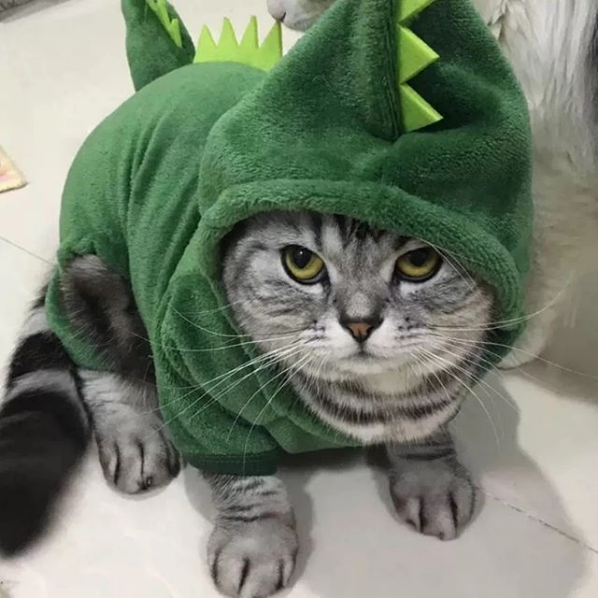 Cute Cats in Halloween Costumes
