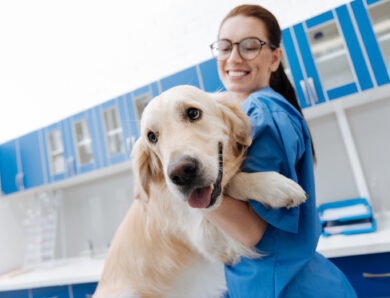 Benefits of Chiropractic Treatment for Dogs and Cats