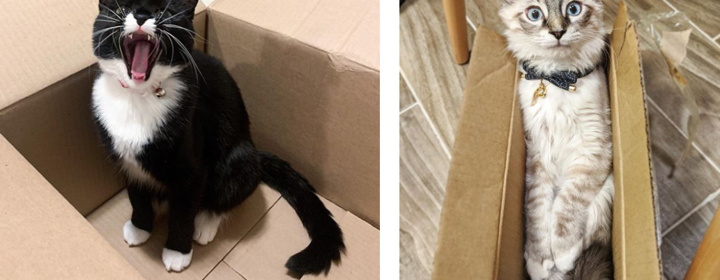 13 Pictures of Cats in Boxes … Because Why Not!