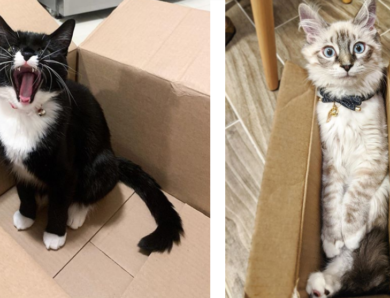 13 Pictures of Cats in Boxes … Because Why Not!
