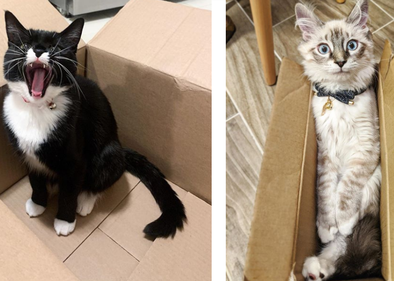 13 Pictures of Cats in Boxes … Because Why Not!