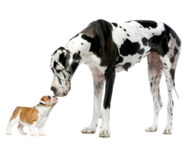 Dog Facts: Bigger Dogs Mature Later