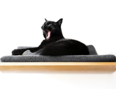 Origins of the Curve: The First Modern-Looking Elevated Cat Bed